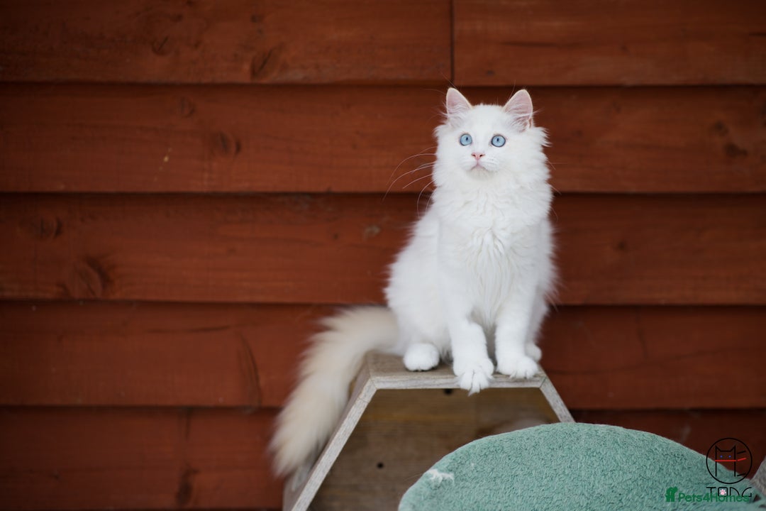 Ragdoll cats for sale: Rare colour GCCF kittens from Champion lines - Image 5