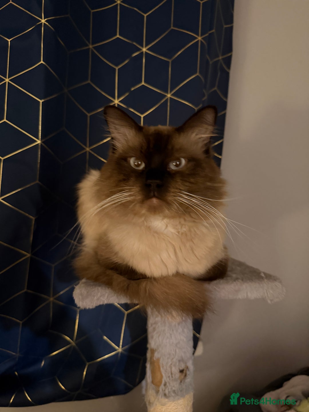 Ragdoll cats for sale: 6 Beautiful Ragdoll cross Domestic shorthair - Advert 6