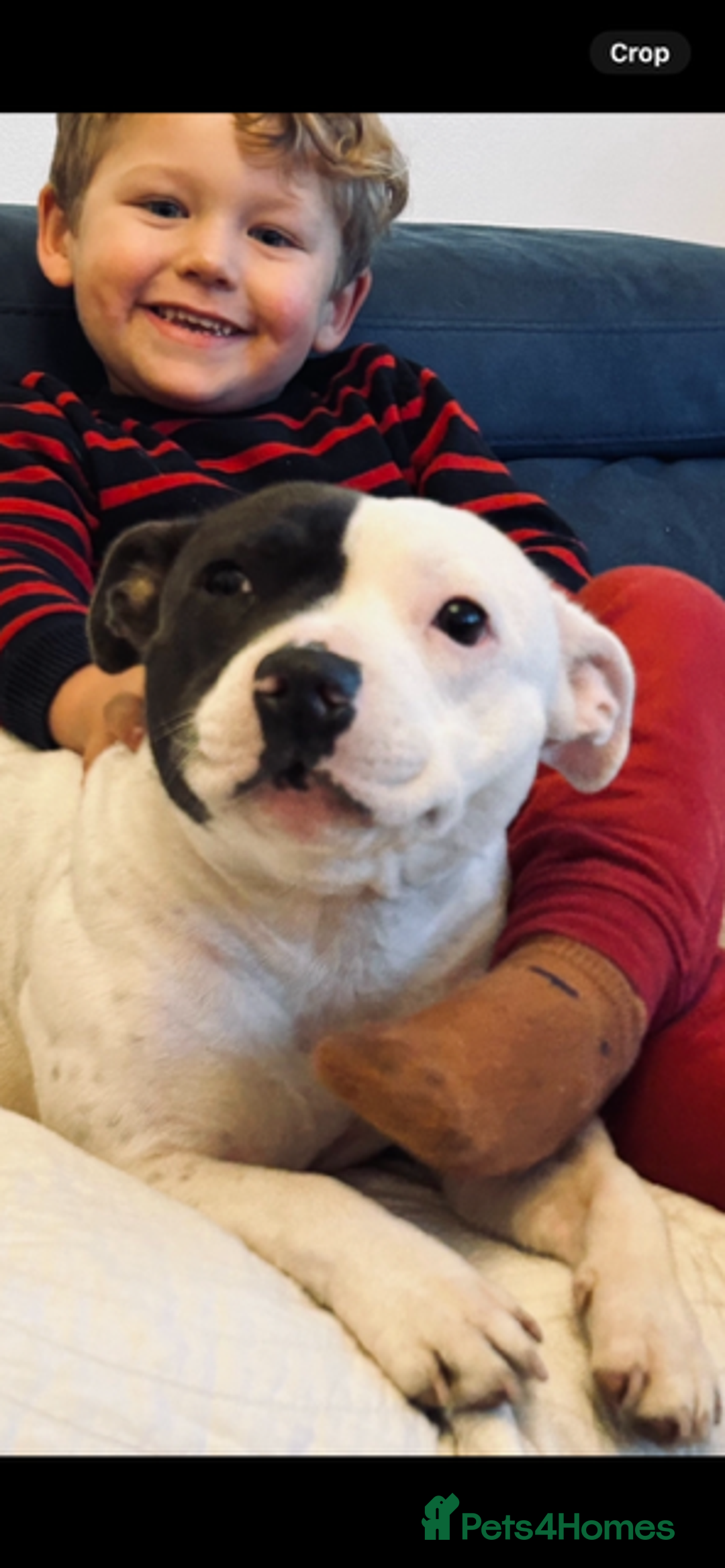 Staffordshire Bull Terrier dogs for sale: 2 beautiful blue/white staffy boys 💙🐾💙 - Advert 5