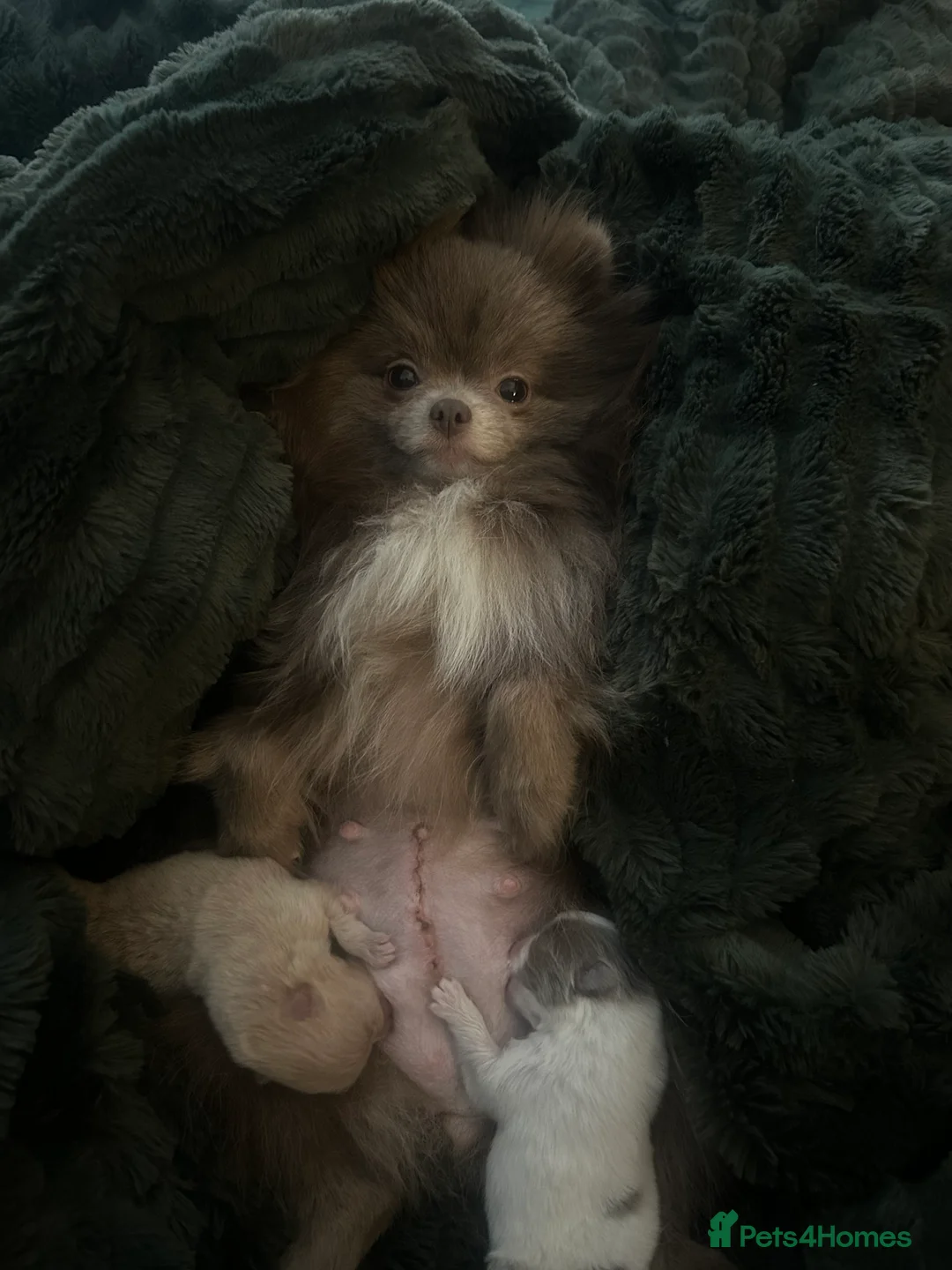 Pomeranian dogs for sale: Beautiful  **  Russian Girls  - Advert 13