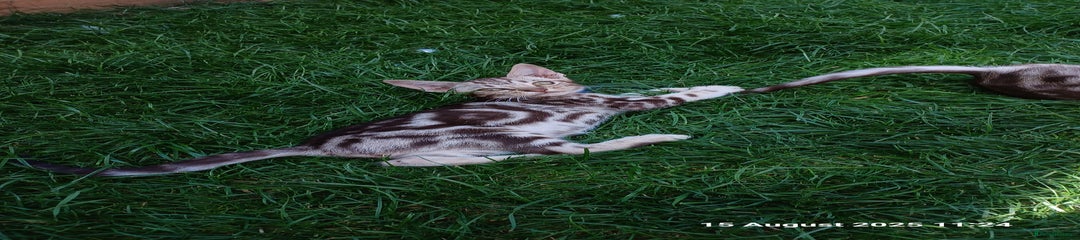 Ocicat Kitten 1