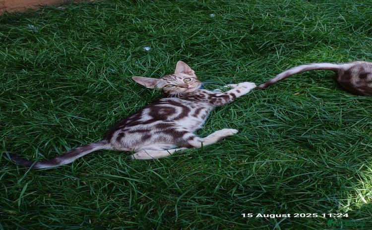 Ocicat cats - Advert 1
