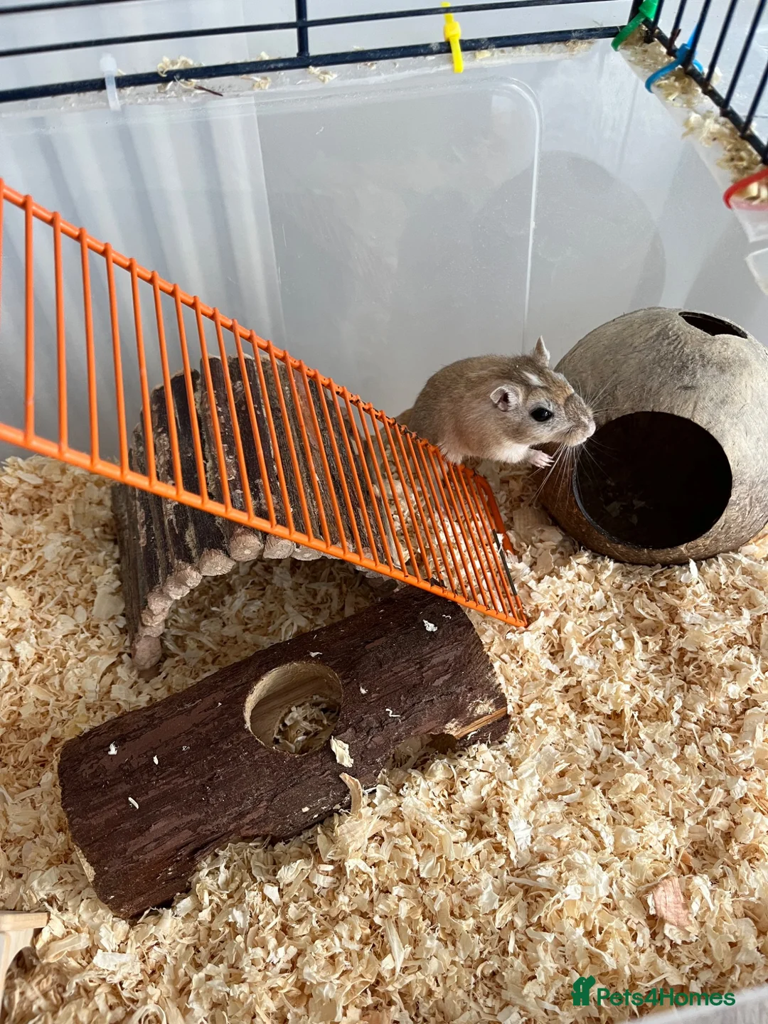 Gerbil rodents for sale: Gerbil looking for rehoming - full setup included  - Advert 2