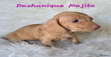 Miniature Dachshund dogs KC reg, gorgeous litter, pra clear  - Advert 14