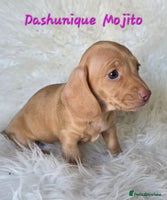 Miniature Dachshund dogs KC reg, gorgeous litter, pra clear - Advert 14