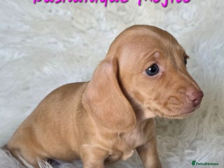 Miniature Dachshund dogs KC reg, gorgeous litter, pra clear.5* Licensed - Advert 2
