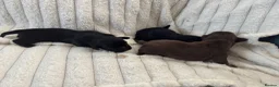 Mixed Breed dogs for sale: Imperial shitzu - Advert 7