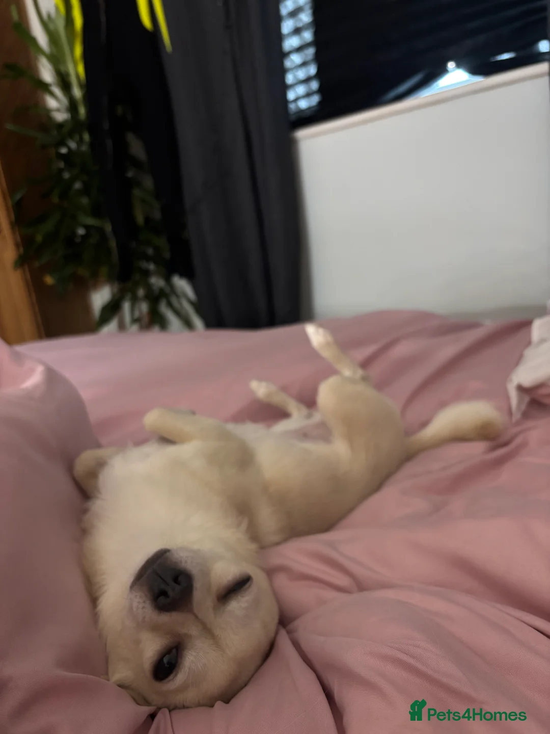 Chihuahua dogs for stud: 3 year old short haired Chi for stud (proven) in Bridgend - Advert 11