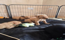 Labrador Retriever dogs for sale: Stunning fox red & black Labrador puppies  - Image 2