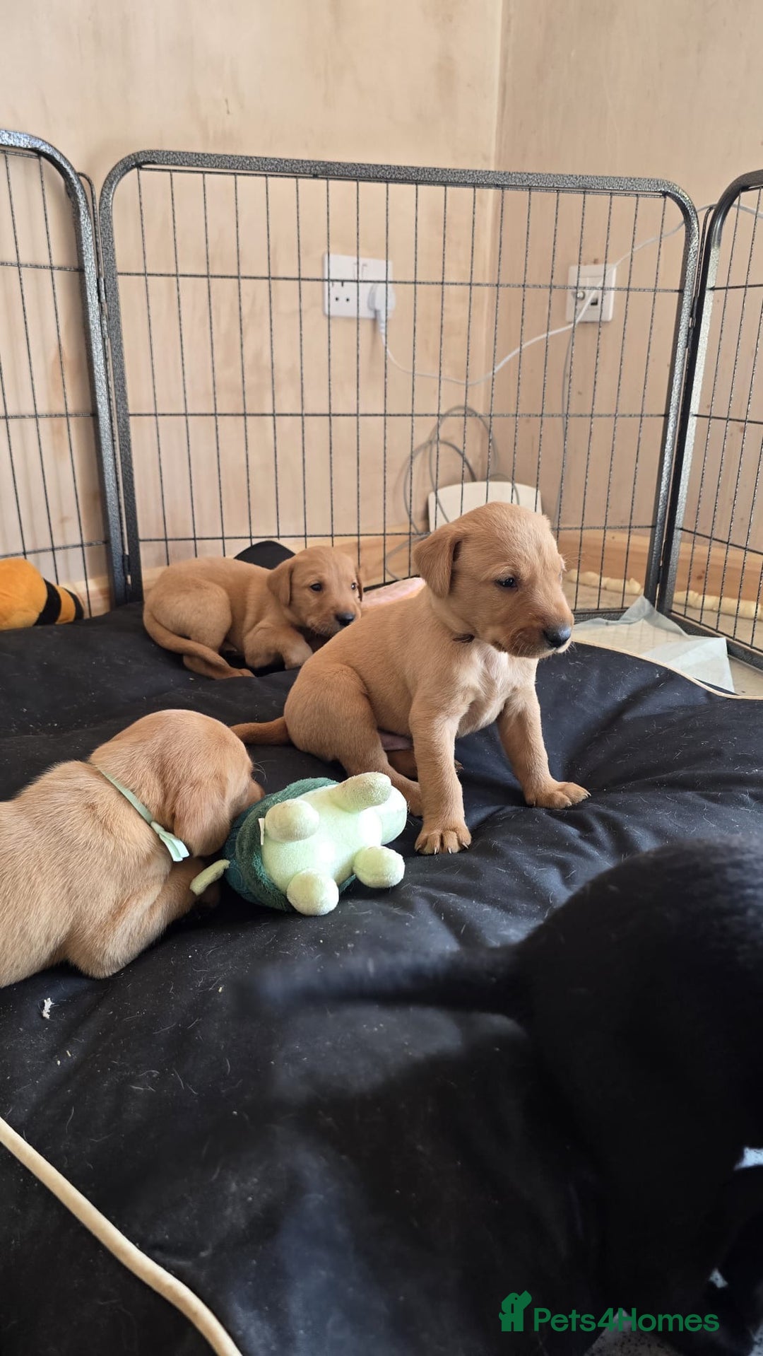Labrador Retriever dogs for sale: Stunning fox red & black Labrador puppies  - Image 2