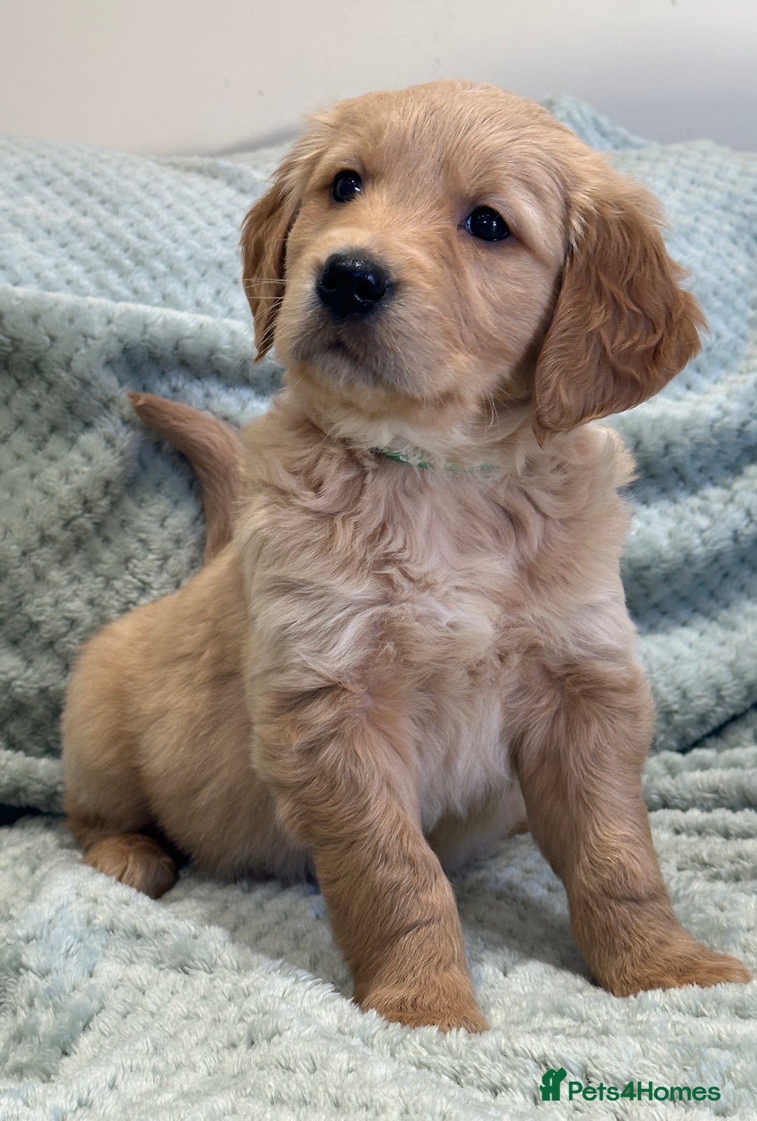 Golden Retriever dogs for sale: Quality litter of KC reg Golden Retriever Puppies  - Advert 24