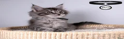 Maine Coon cats for sale: 💚Stunning XL TICA-registered Maine Coon Kittens  - Advert 40