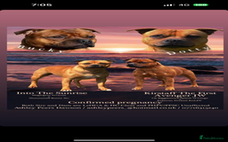 Staffordshire Bull Terrier dogs for sale: Amazing True To Type Staffordshire bull terriers  - Image 19