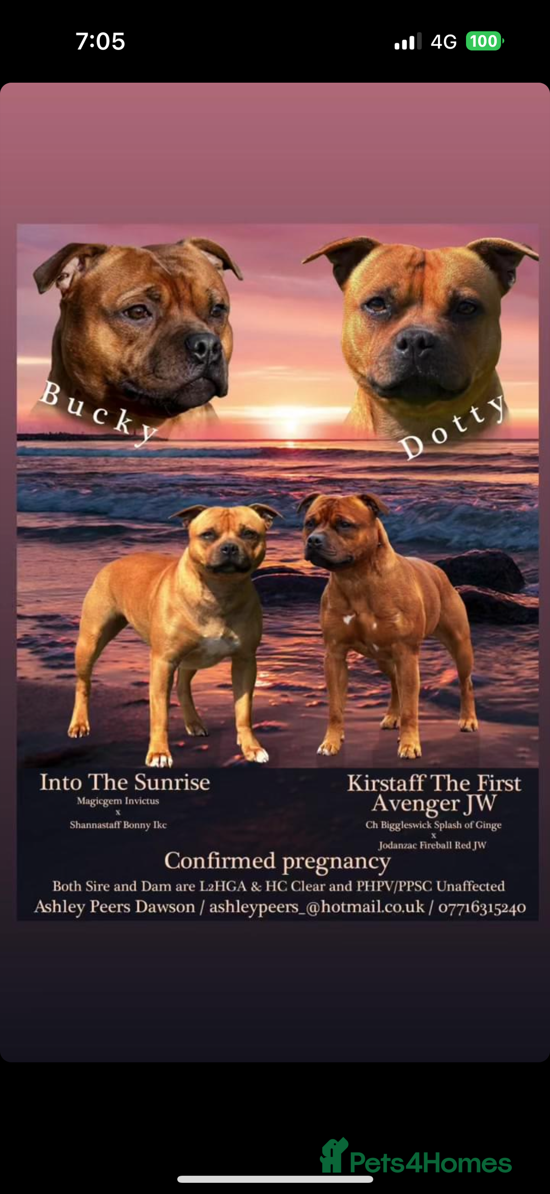Staffordshire Bull Terrier dogs for sale: Amazing True To Type Staffordshire bull terriers  - Image 19