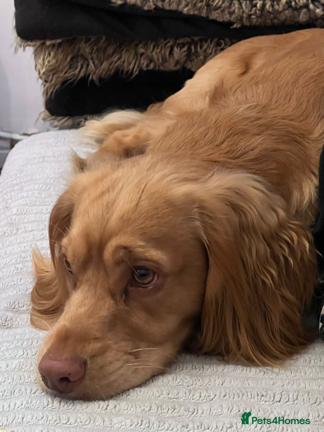 Cocker Spaniel dogs for sale: Adorable Male Cocker Spaniel - Advert 5