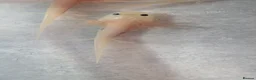 Angelfish fish for sale: Axalotls  in Tonbridge - Advert 7