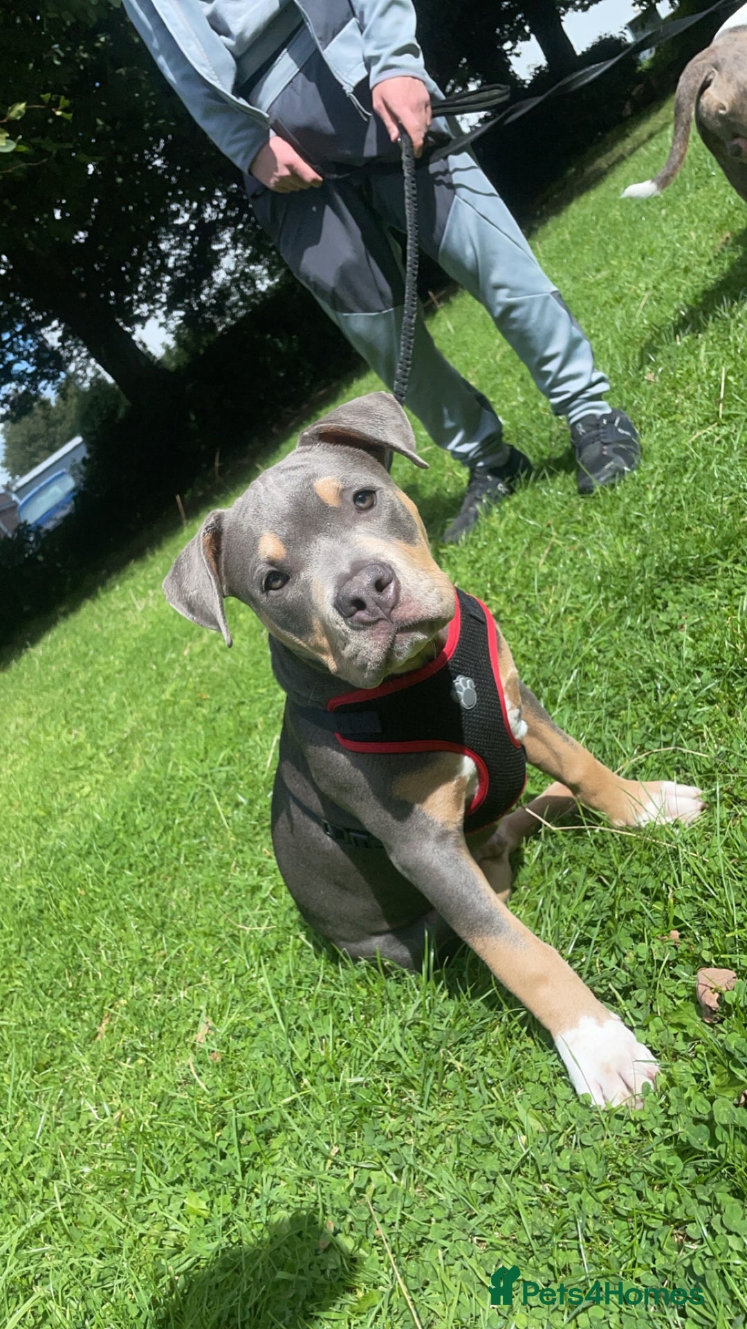 Mixed Breed dogs for sale: American Bully/ Blue American Staffordshire  - Advert 5