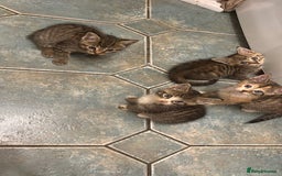 British Shorthair cats for sale: 8 weeks and 9 weeks - Image 1