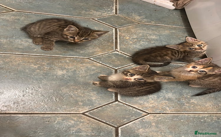 British Shorthair cats - Advert 7