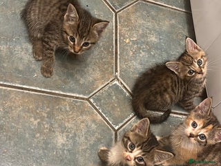 British Shorthair cats - Advert 11