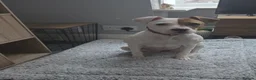 American Bulldog dogs for sale: Beautiful 10 month American Bulldog for rehome. - Advert 4