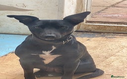 Lurcher dogs for sale: Gorgeous Lurcher pup!  - Image 8