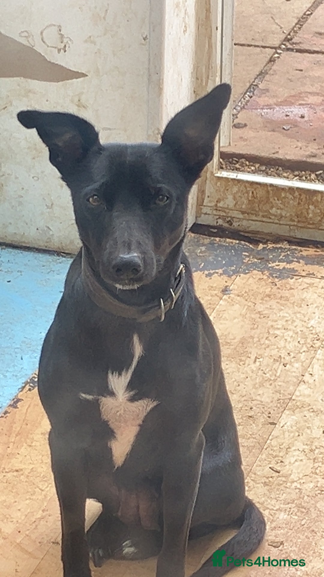 Lurcher dogs for sale: Gorgeous Lurcher pup!  - Image 8