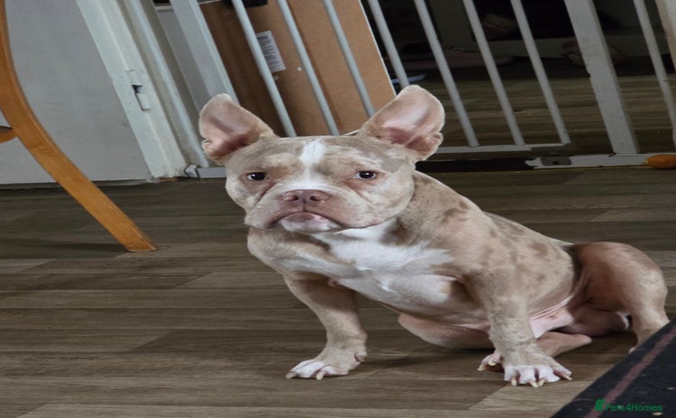 American Bully dogs - Advert 2