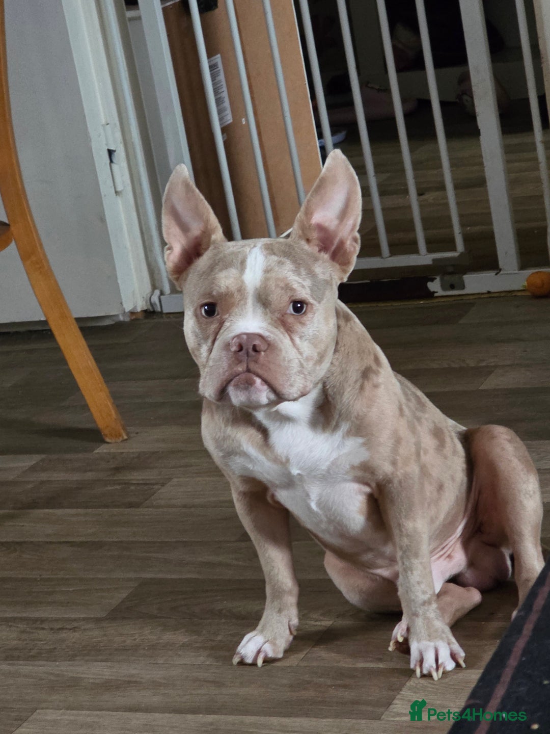 American Bully dogs for stud: Stud male  - Image 1