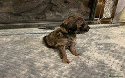 Cockapoo dogs for sale: 5 ⭐️ Cockapoo Puppies for 5 ⭐️ homes only - Image 6