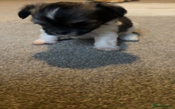 Chorkie dogs for sale: Outstanding chorkie puppies  - Image 10