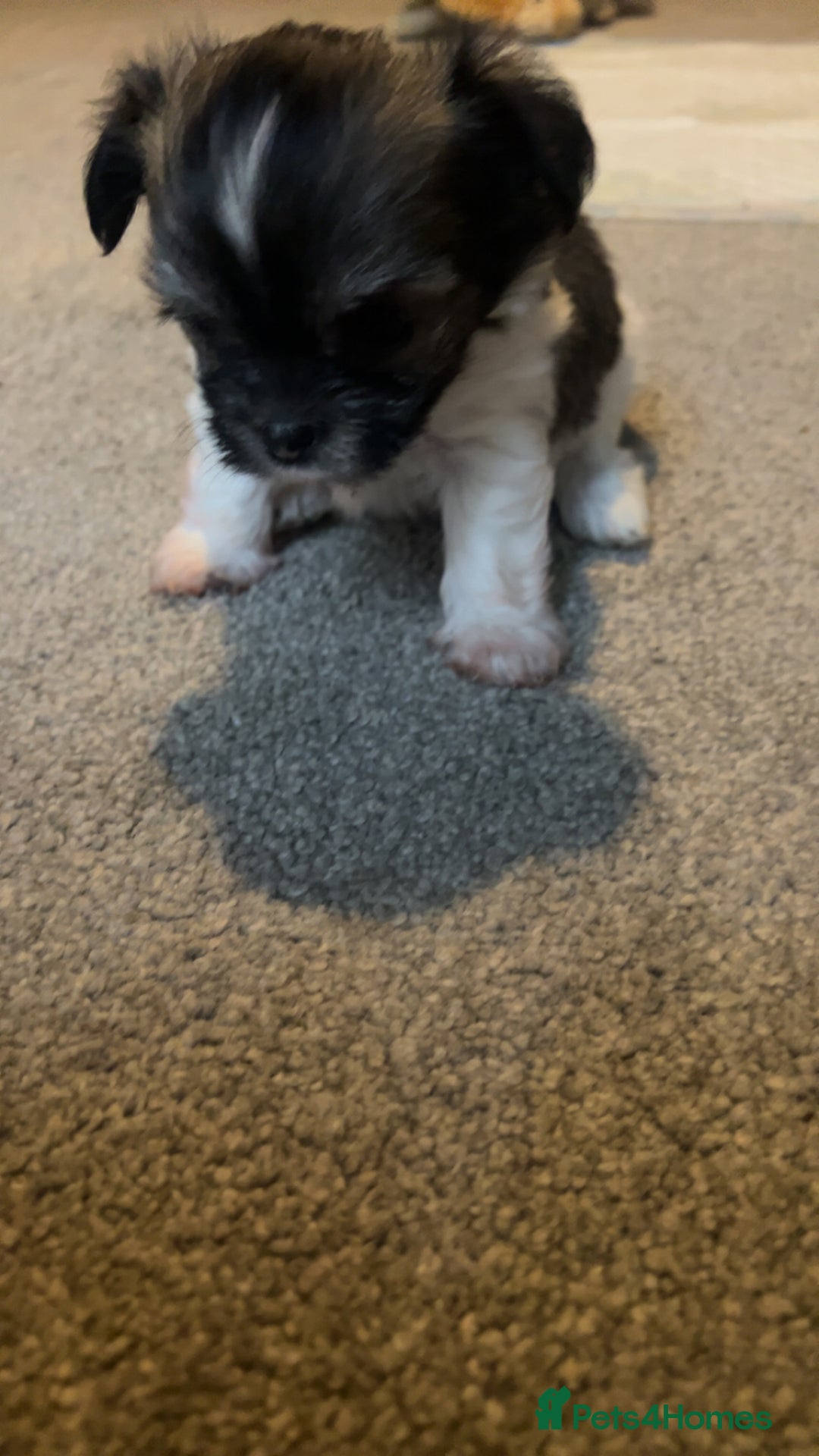Chorkie dogs for sale: Outstanding chorkie puppies  - Image 10