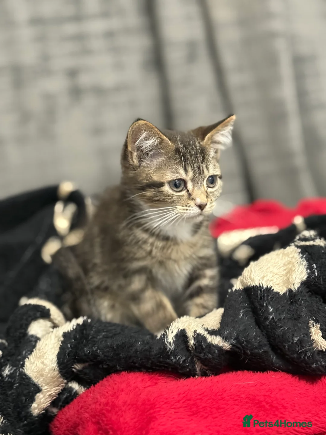 Mixed Breed cats for sale: Tabby Kitten Girl - Advert 4