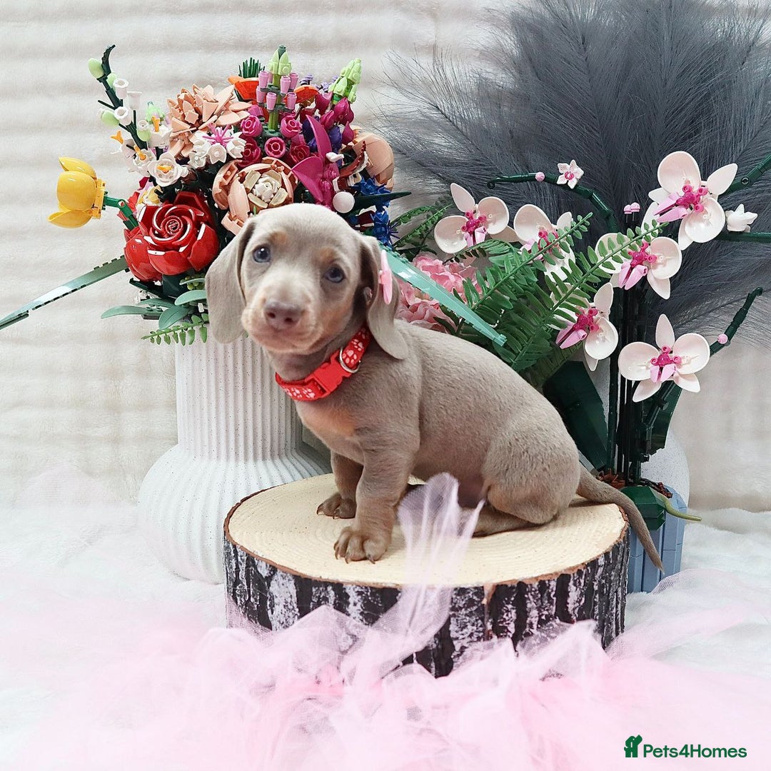 Miniature Dachshund dogs for sale: LOVELY MINIATURE DACHSHUND PUPPIES - Image 3