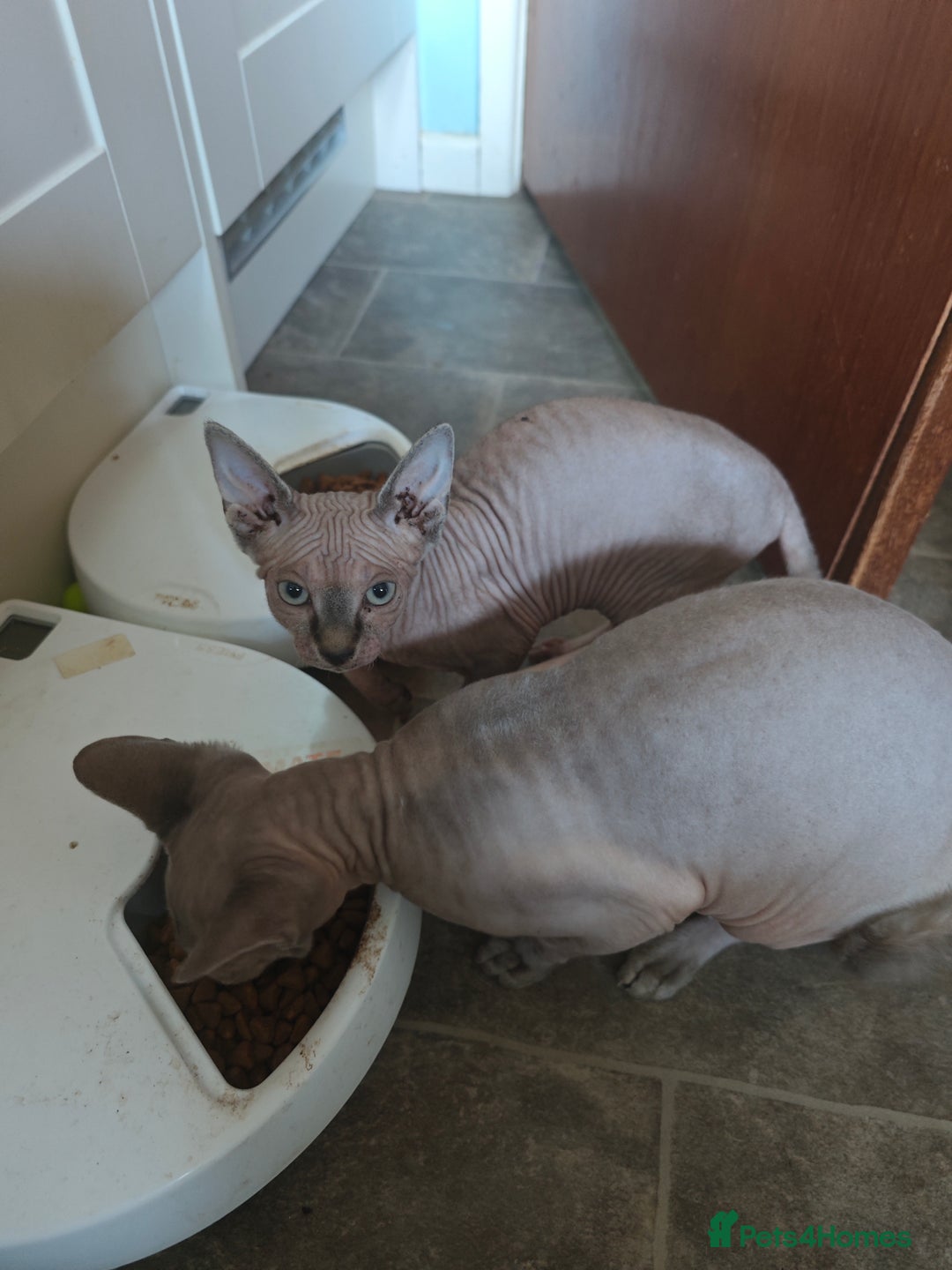 Sphynx cats for sale: Sphinx gils - Image 6