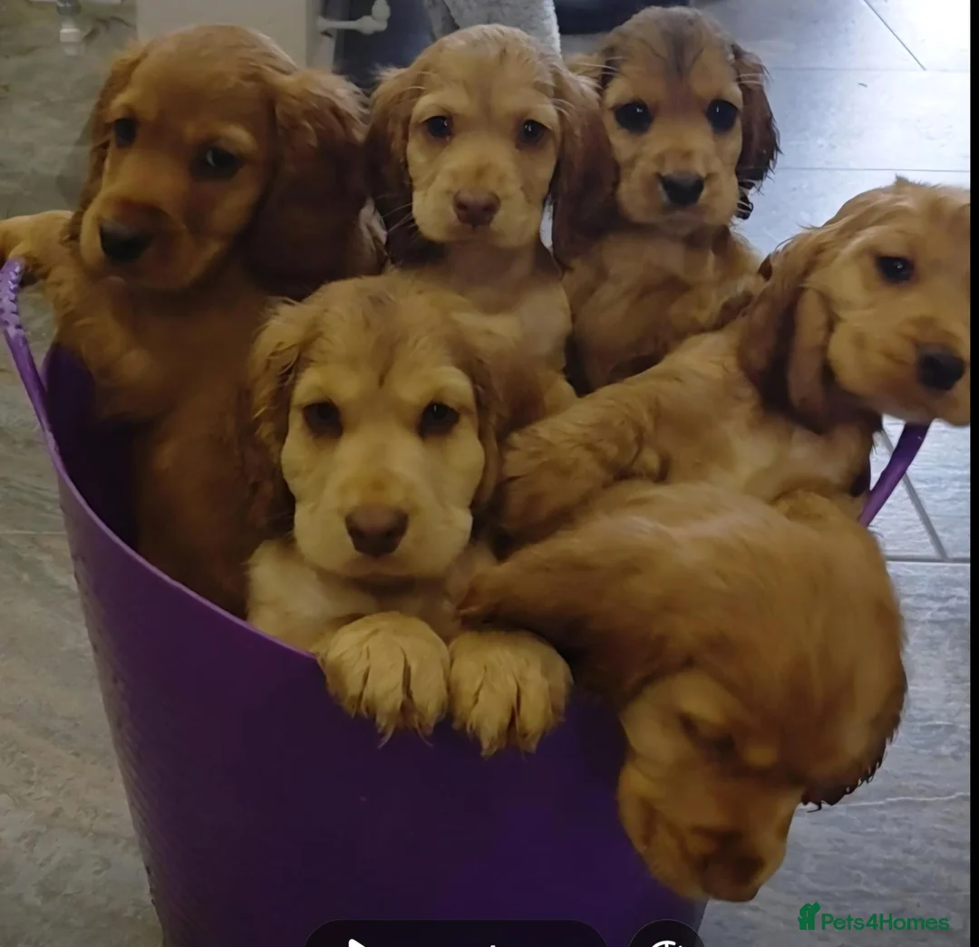 Cocker Spaniel dogs for sale: Golden show type chunky puppies - Advert 1