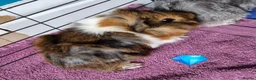 Guinea Pig rodents for sale: Beautiful funky guinea pigs - Advert 24
