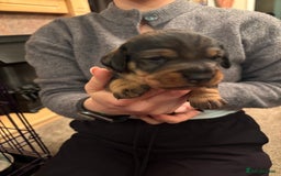 Dachshund dogs for sale: 3 gorgeous Teckel Dachshunds - Image 6