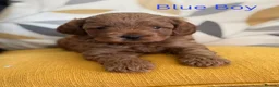 Cavapoo dogs for sale: Stunning Red F1b Cavapoo Puppies  - Advert 4