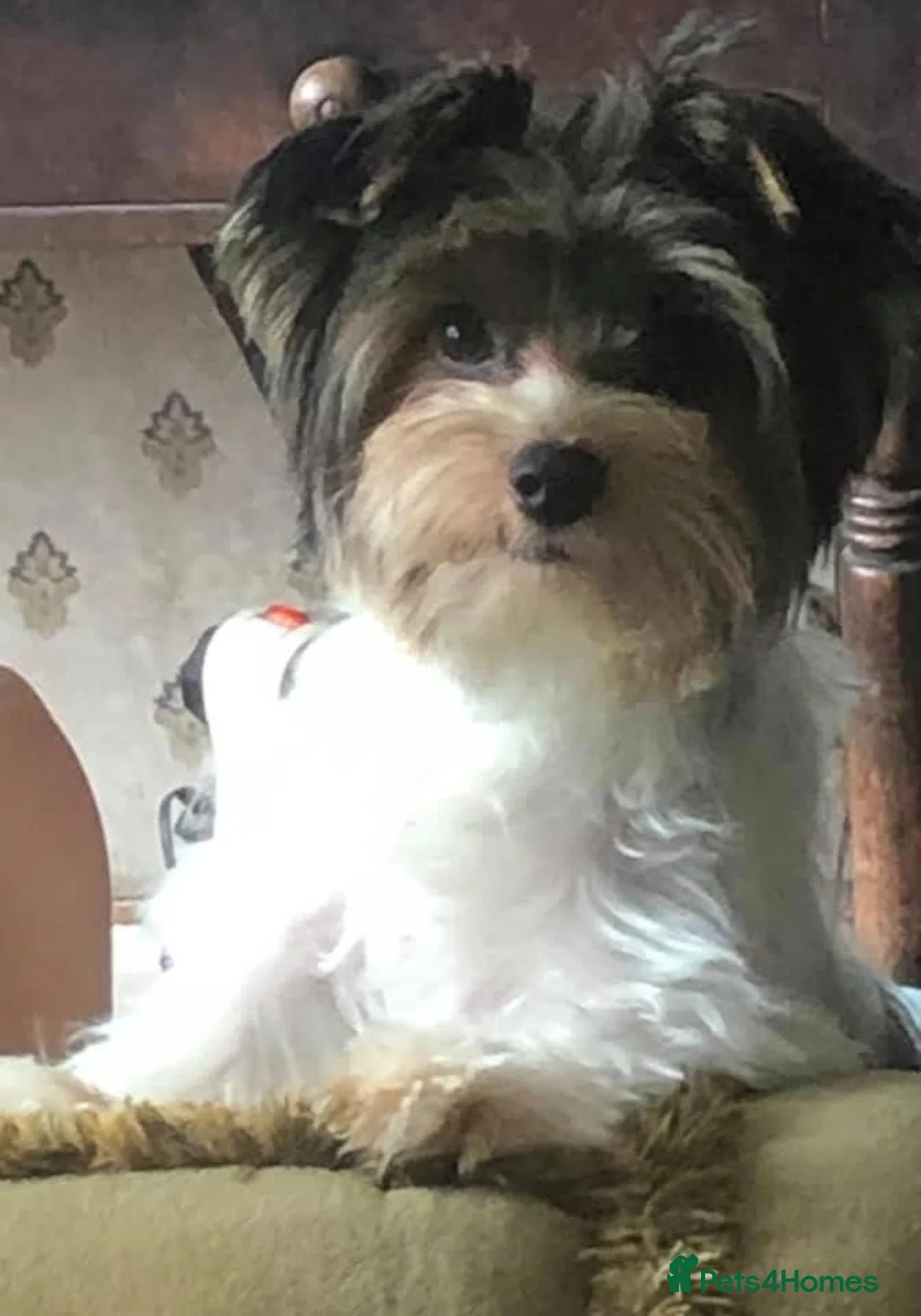 Biewer Terrier dogs for stud: BIEWER TERRIER STUD DOG - Advert 4
