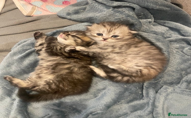 Scottish Fold cats - Advert 9