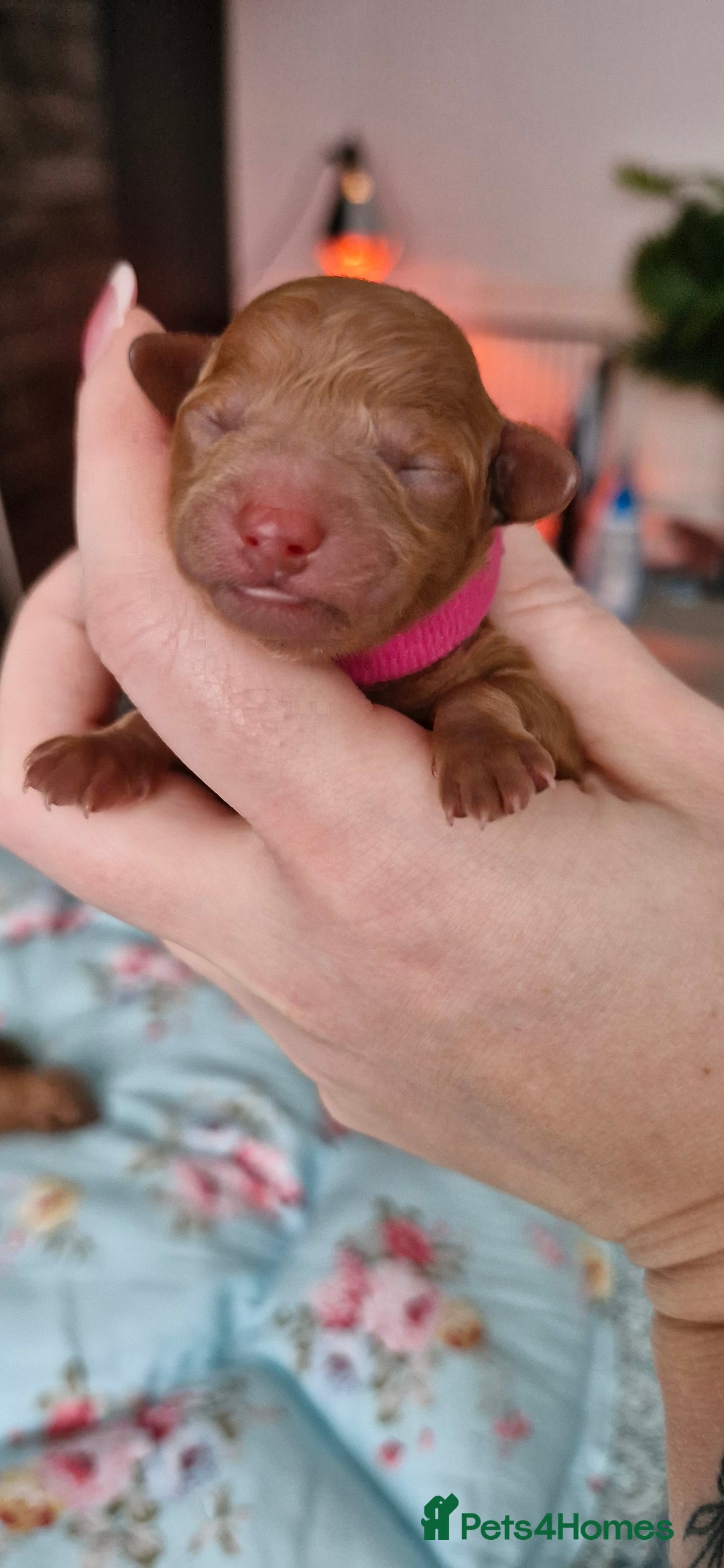 Toy Poodle dogs for sale: Red tiny Toy Poodles GIRLS  - Advert 8