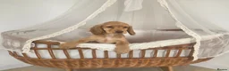 Cocker Spaniel dogs for sale: Golden and Black working type cocker spaniels - Advert 27