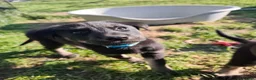 German Shepherd dogs for sale: 6 Beautiful German Shepherd Puppies (3 LEFT) - Advert 23