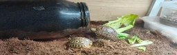 Tortoise reptiles for sale: Leopard spotted Tortoise  - Advert 3