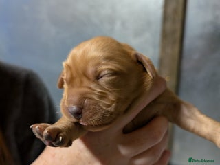 Labrador Retriever dogs Fab KC Fox Red Pups - 4* Higher Standard Breeder - Advert 7