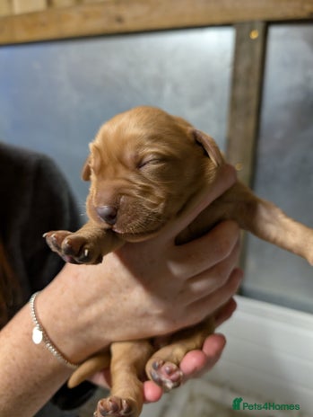 Labrador Retriever dogs Fab KC Fox Red Pups - 4* Higher Standard Breeder - Advert 2