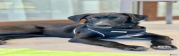 Mixed Breed dogs for adoption: Calm loving Chandler - Advert 14