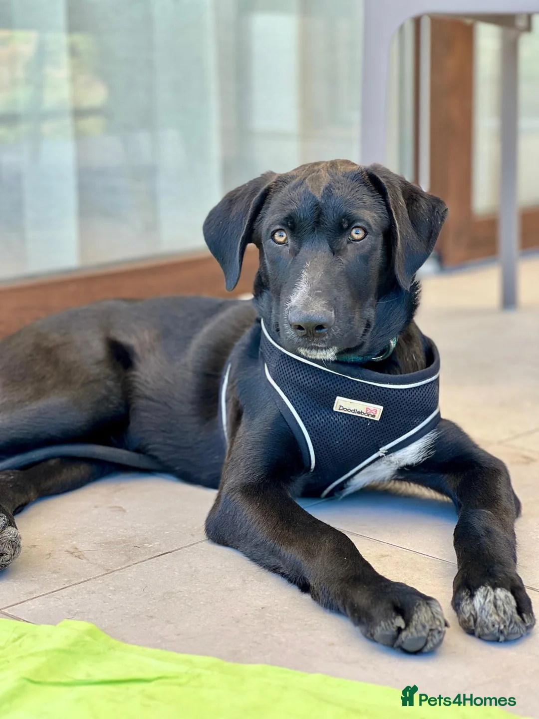 Mixed Breed dogs for adoption: Calm loving Chandler - Advert 14