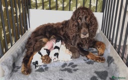 Cockapoo dogs for sale: Beautiful F1 Cockapoos - Image 14